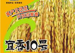 宜香10號